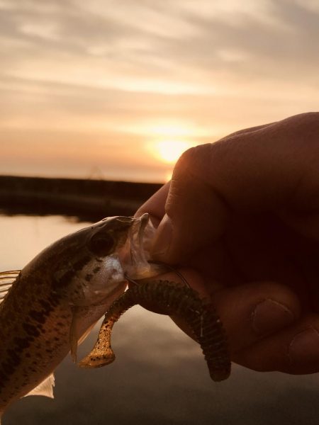 朝マヅメリベンジ
